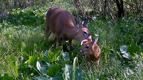 Newborn Whitetail Fawn with Mom