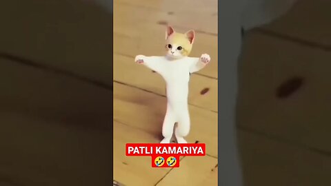 PATLI KAMARIYA 🤣 FUNNY ANIMAL VIDEO 🤣🤣 #patlikamariya #animals #funny