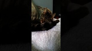 Life of Trigger the Kitty: Silly videos of a crazy alien cat 5