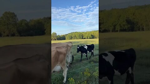 They have me surrounded #shorts #homestead #milkcows