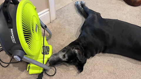 Funny Florida Great Dane Doesn't Want To Get Up & Leave the Fan