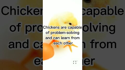 Chicken Facts - I Bet You Don't Know 🐓🐔🐣🐥#chicken #chickendance #shorts #pets #pet #petsofinstagram