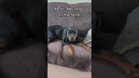 My dogs inner thoughts 💭🧐 #dog #rottweiler #cutepuppy