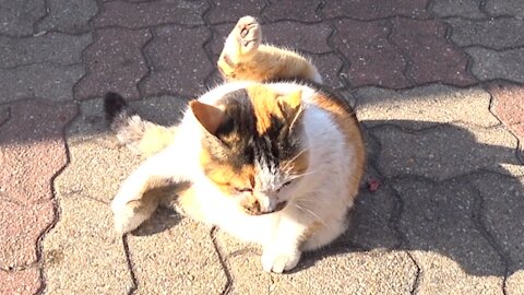 Straycat’s yoga grooming