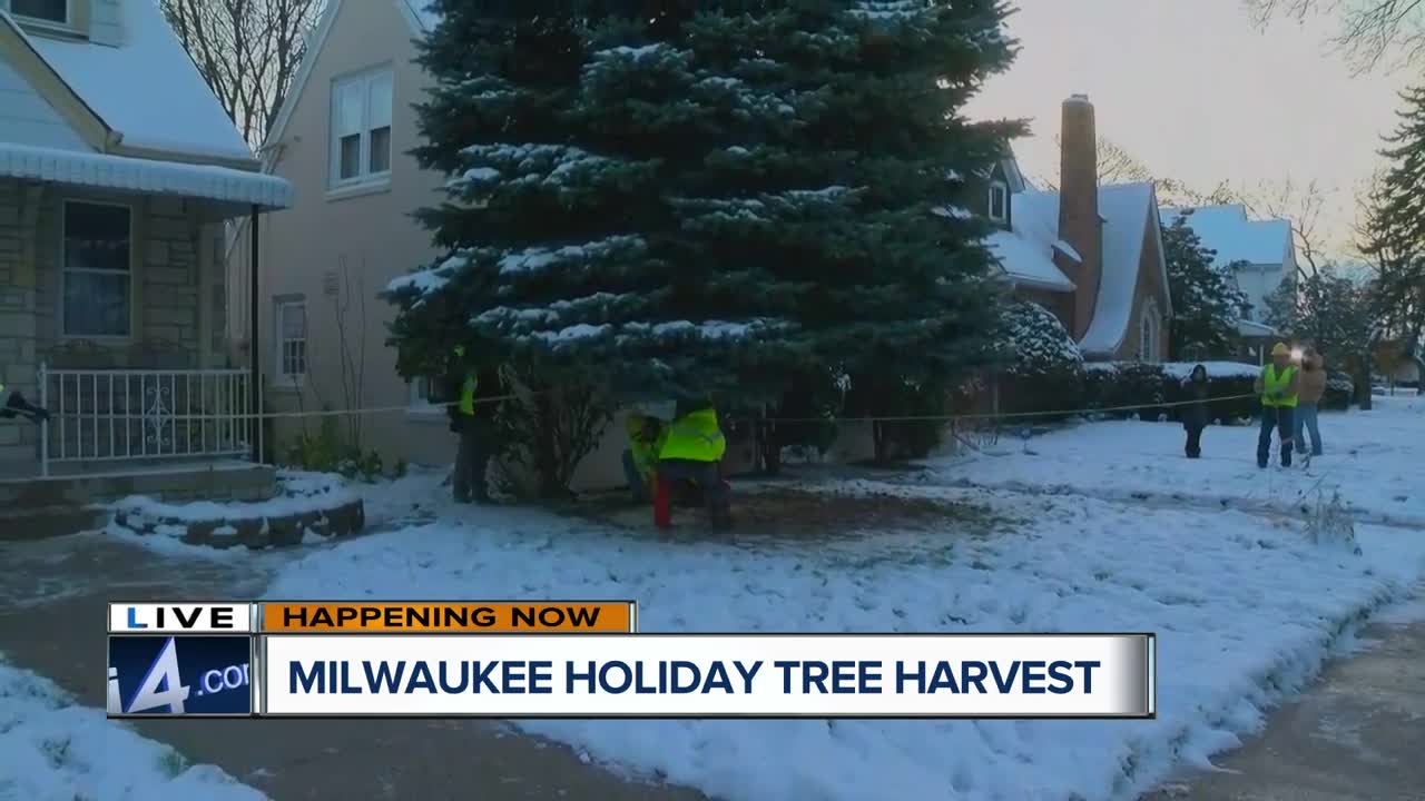 Milwaukee successfully harvests annual Christmas tree
