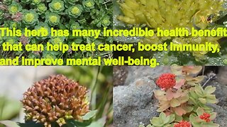 Good Thoughts -Benefits of Rhodiola Rosea in cancer