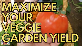 🍅 How To Maximize Your Vegetable Garden Yield 🍅