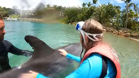 Swimming with dolphins Sea World Australia