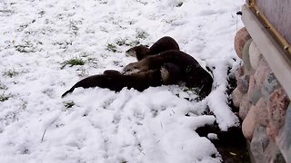 Otters enjoy first snowfall at Milwaukee Zoo!