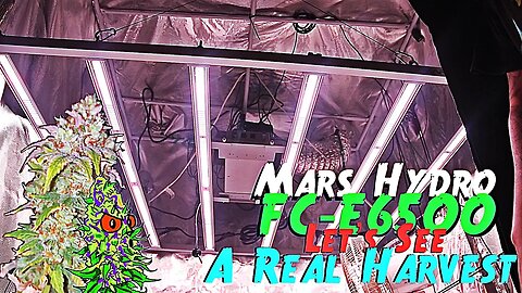 Mars Hydro FC-E6500 | Let’s See What A Real Harvest Looks Like | Feat. The HerbsNow Dryer