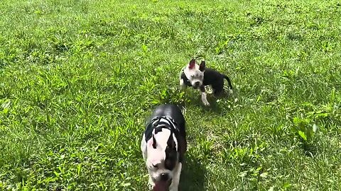 Pocket bully pups at the park. #pocketbully #bullies #foryou