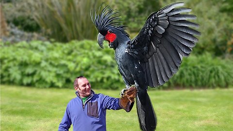 Palm or Goliath Cockatoo $16,000 😲