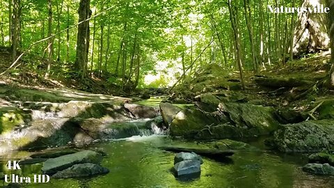Trickling Forest Brook. Relaxing Stream & River Sounds. Babbling Nature Scenery With Soothing Music.
