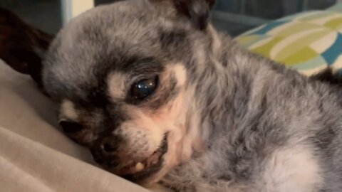 Senior dog has the strangest reaction to baths