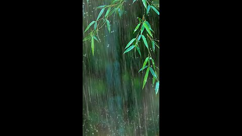 Soothing music of rain