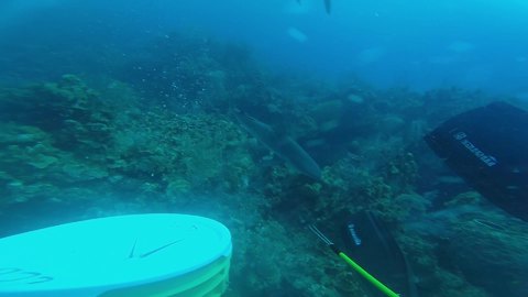 Diver pushes his luck with aggressive reef sharks