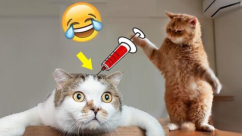 2 hours best cats funniest video 😂