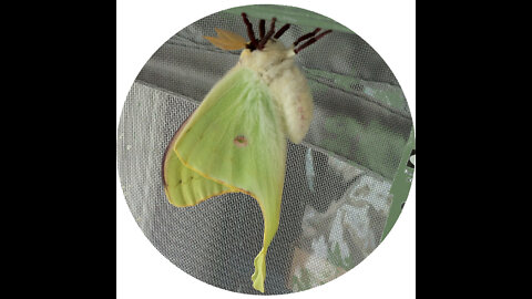 Opening your Live Luna Moth Cocoon kit