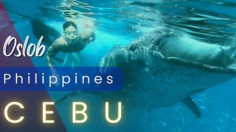Where to Swim with Whale Sharks in the Philippines?