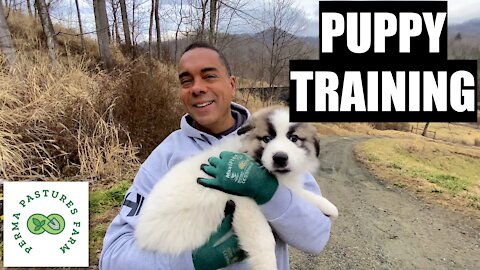 Training The Livestock Guardian Puppy