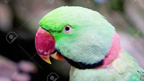 parrot Talking