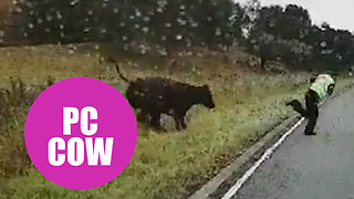Police officer attempts to direct an errant cow back to its field