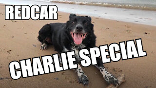 Charlie LOVES South Gare Breakwater 🐺👍 #vanlife