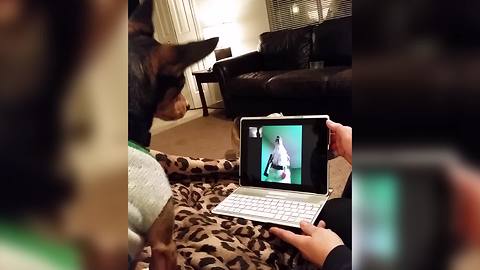 Canine Friends Have A Video Chat