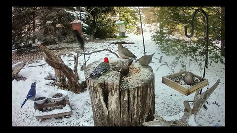 The Beautiful Colors of the Red-bellied Woodpecker