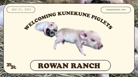 What's been going on at the Ranch + KuneKune Piglets are here!