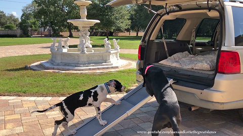 Clever Great Dane and Puppy Love To Use Ramp to Get Into SUV