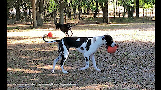 Joyful Great Danes Love To Run And Play With Jolly Balls