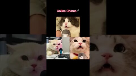 Online chorus🎤 try not to laugh - funny cats #shorts