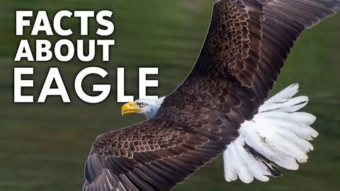 AMAZING FACTS ABOUT EAGLE | EAGLE FACT | ANIMAL FACT | NATURE