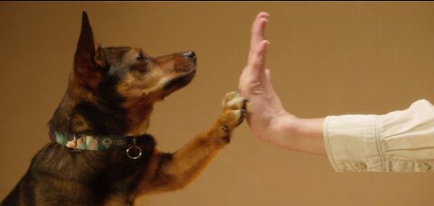 Handshake and high five to puppy 🐕🐕🐶🐶🐶🐶🐶🐶🐶🐶🐶🐶🐶🐕🐕🐕🐕🐕🐕🐕🐕🐕🐕🐕🐕🐕