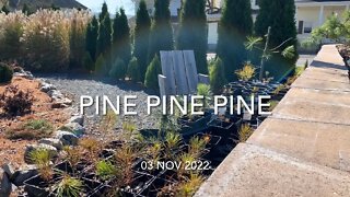 Pine Pine Time for Pine