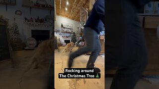 Rocking around the #Christmas Tree #goldenretrievers #retriever at Star & Stable Christmas Store