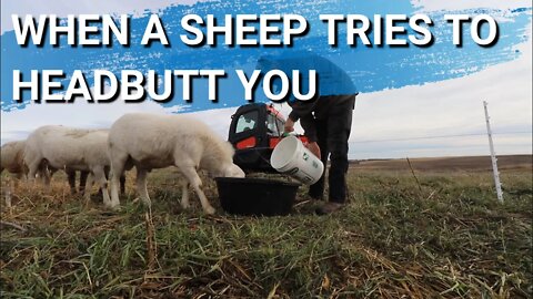 What To Do If Your Sheep Try To Headbutt You | Father And Son Work Day