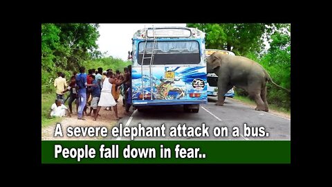 A severe elephant attack on a bus. People fall down in fear ...