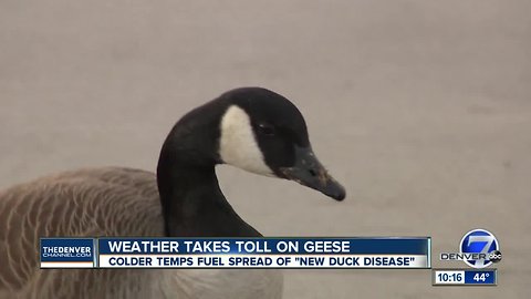 ‘New duck disease' to blame for the deaths of at least 100 geese in the Denver metro area, CPW says