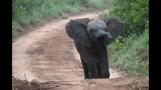 Elefantunge bryter seg inn i en hage i India