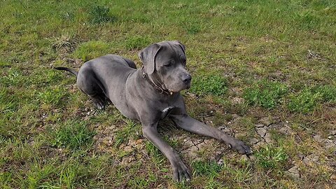 Bruce The Puppy Cane Corso 50 KG 110 Lbs 10.5 Months Old