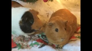 Snacking on Lettuce and Cantaloupe