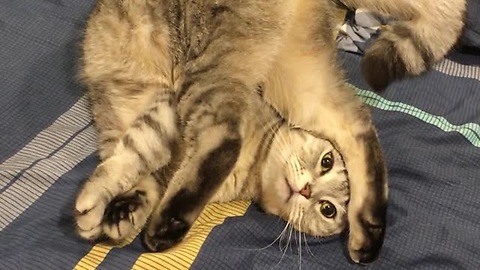 Silly Cat Relaxes In The Strangest Position