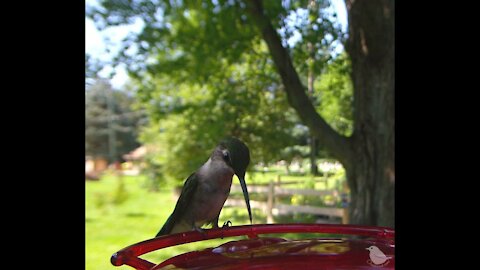 Humming Birds Feeding in Slow Motion during the Summertime