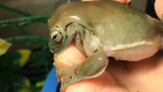 Australian green tree frog tries to eat human pinkie