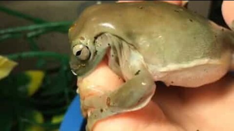 Australian green tree frog tries to eat human pinkie