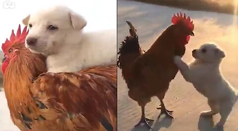 Funny dog and cock
