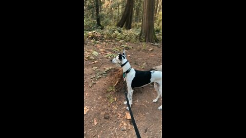 First Walk With Divo The Whippet