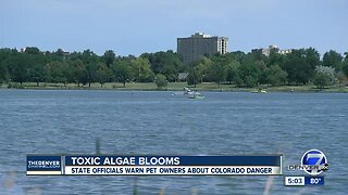 Blue-green algae found in Boulder and Aurora lakes: What you should know